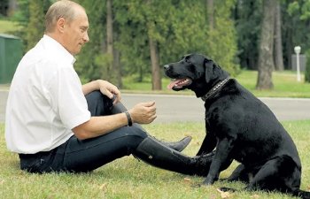 Навіщо росіяни хочуть скидати на українську армію собак, а краще нерпу?