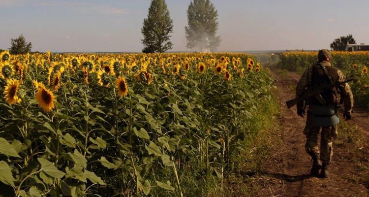 Росія вивозить насіння соняшника з окупованого півдня України